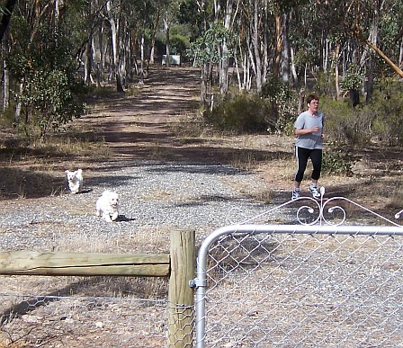 Kim-jogs-at-Bagshot-with-the-dogs.jpg